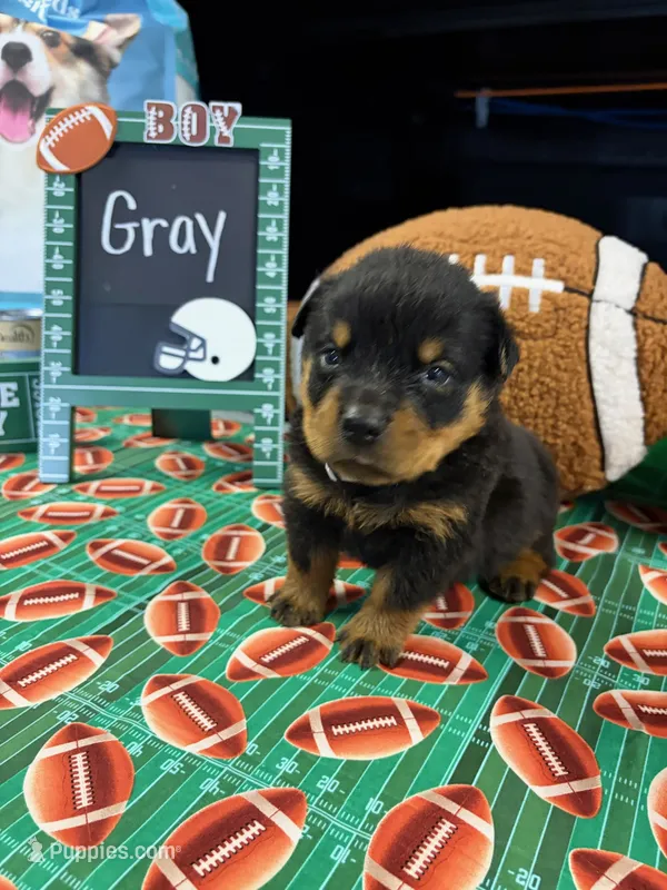 Gray – Rottweiler puppy for sale in La Vergne, TN