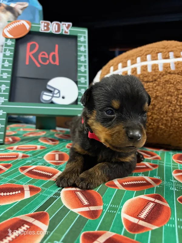 Red – Rottweiler puppy for sale in La Vergne, TN