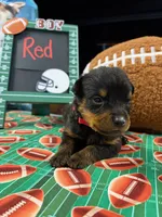 Red, a male Rottweiler for sale in La Vergne, TN – 1 of 1