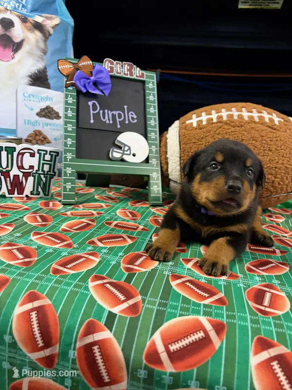 Purple  – Rottweiler puppy for sale in La Vergne, TN