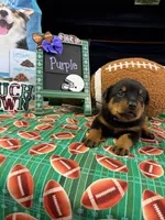 Purple , a female Rottweiler for sale in La Vergne, TN – 1 of 1