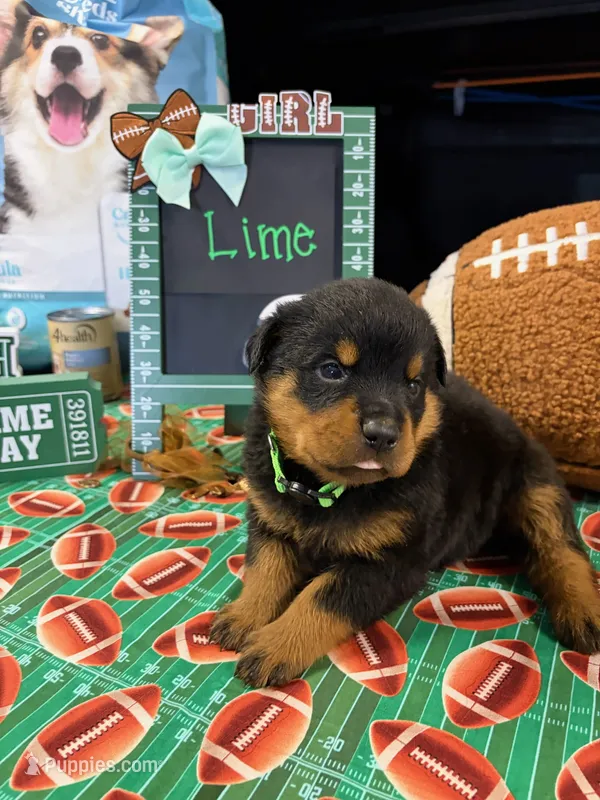 Lime  – Rottweiler puppy for sale in La Vergne, TN