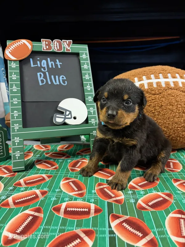 Light Blue  – Rottweiler puppy for sale in La Vergne, TN