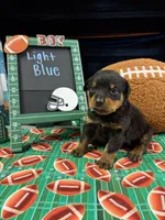 Light Blue , a male Rottweiler for sale in La Vergne, TN – 1 of 1
