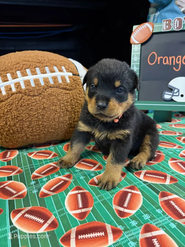 Orange  – Rottweiler puppy for sale in La Vergne, TN