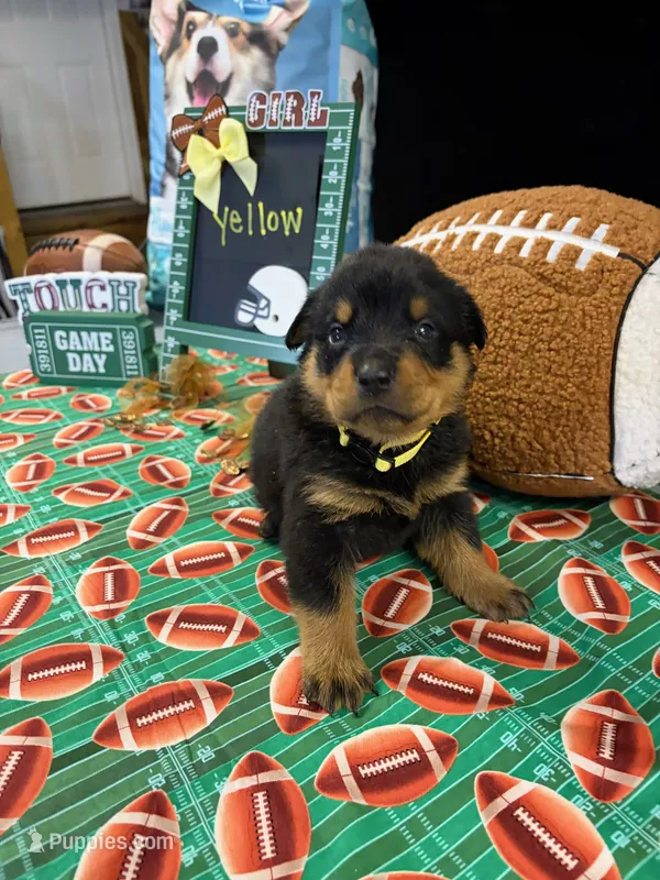 Yellow  – Rottweiler puppy for sale in La Vergne, TN