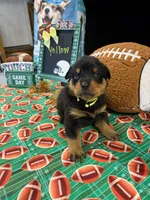 Yellow , a female Rottweiler for sale in La Vergne, TN – 1 of 1