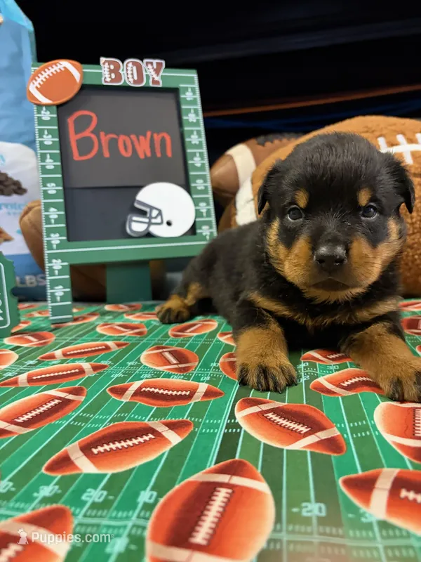 Brown – Rottweiler puppy for sale in La Vergne, TN