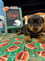 Brown, a male Rottweiler for sale in La Vergne, TN – 1 of 1