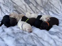 AKC - Light Blue Collar, a female Labrador Retriever for sale in Loma Linda, CA – 4 of 7