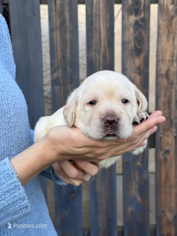 AKC - Grey Collar – Labrador Retriever puppy for sale in Loma Linda, CA