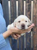 AKC - Grey Collar, a female Labrador Retriever for sale in Loma Linda, CA – 5 of 10
