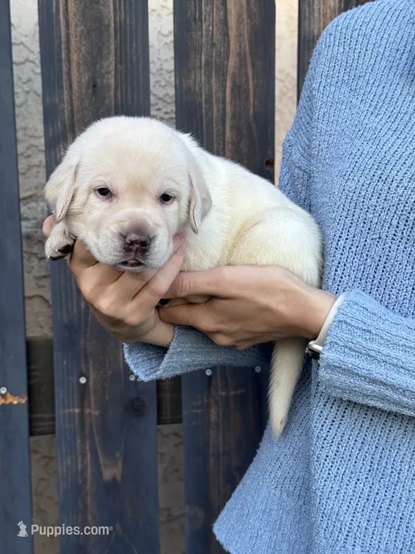 AKC - Purple Collar – Labrador Retriever puppy for sale in Loma Linda, CA