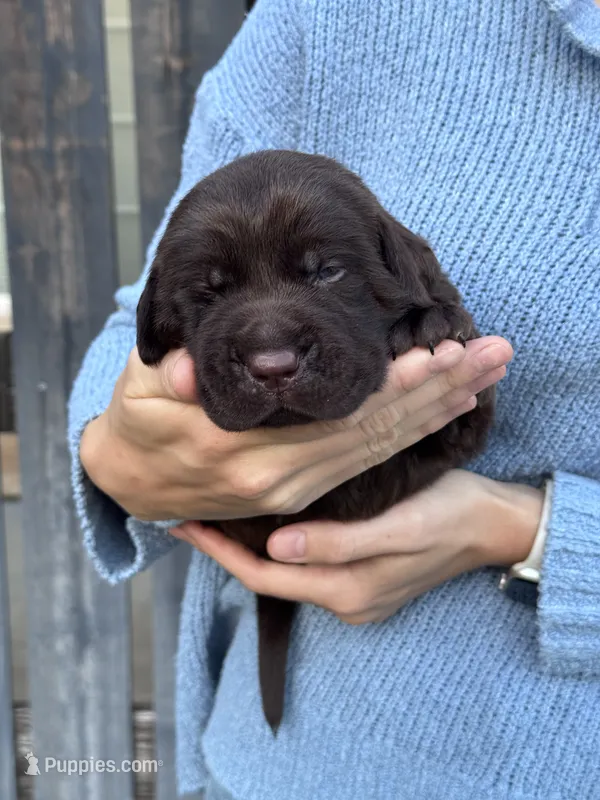 AKC - Orange Collar – Labrador Retriever puppy for sale in Loma Linda, CA