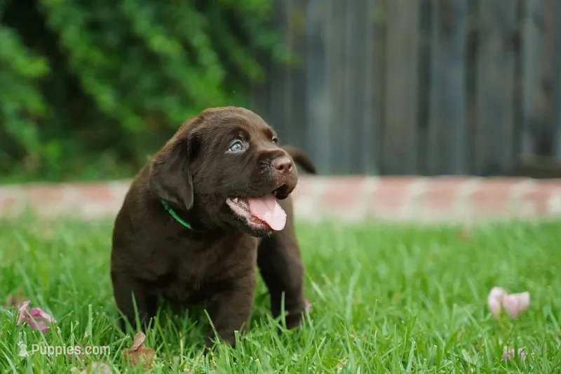 AKC - Green Collar – Labrador Retriever puppy for sale in Loma Linda, CA