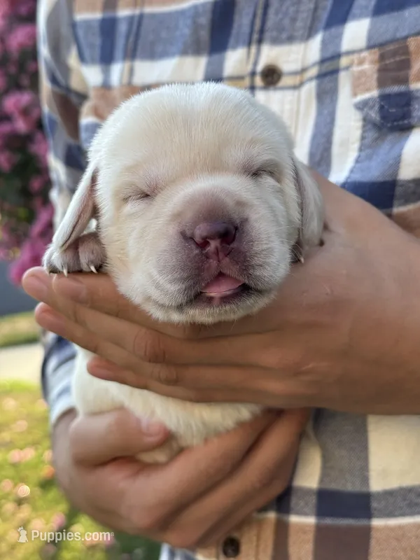 AKC - Purple Collar – Labrador Retriever puppy for sale in Loma Linda, CA