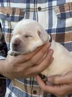 AKC - Grey Collar, a female Labrador Retriever for sale in Loma Linda, CA – 1 of 6