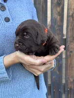 AKC - Orange Collar, a male Labrador Retriever for sale in Loma Linda, CA – 4 of 9
