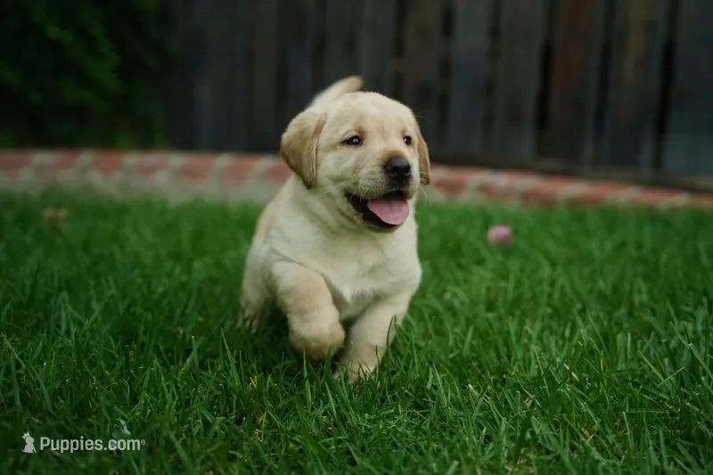 AKC - Light Blue Collar – Labrador Retriever puppy for sale in Loma Linda, CA