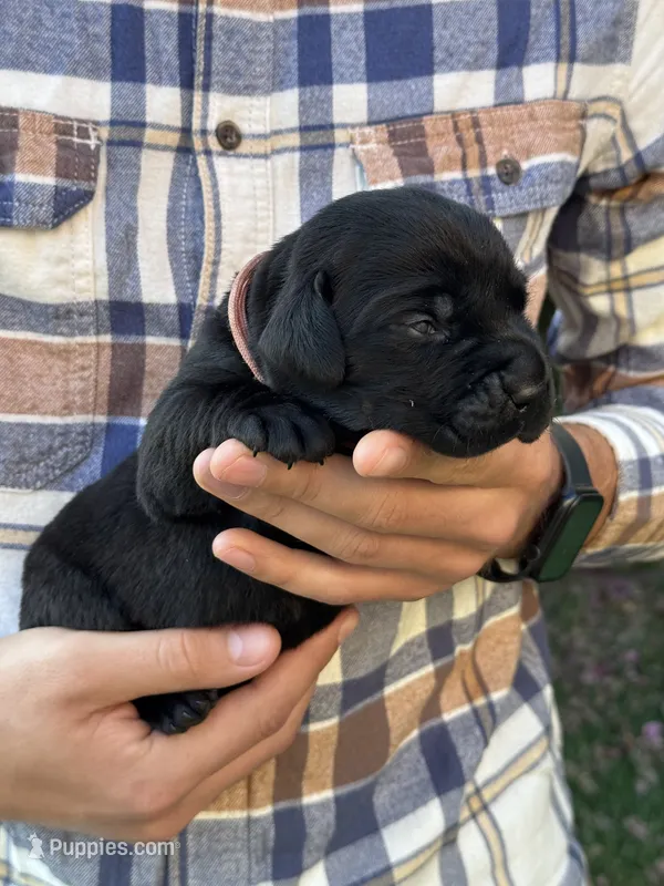 AKC - Pink Collar – Labrador Retriever puppy for sale in Loma Linda, CA