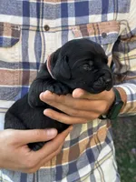 AKC - Pink Collar, a female Labrador Retriever for sale in Loma Linda, CA – 1 of 6