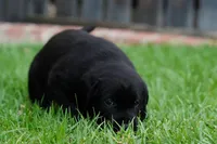 AKC - Blue Collar, a male Labrador Retriever for sale in Loma Linda, CA – 3 of 10