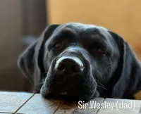 AKC - Green Collar, a male Labrador Retriever for sale in Loma Linda, CA – 7 of 8