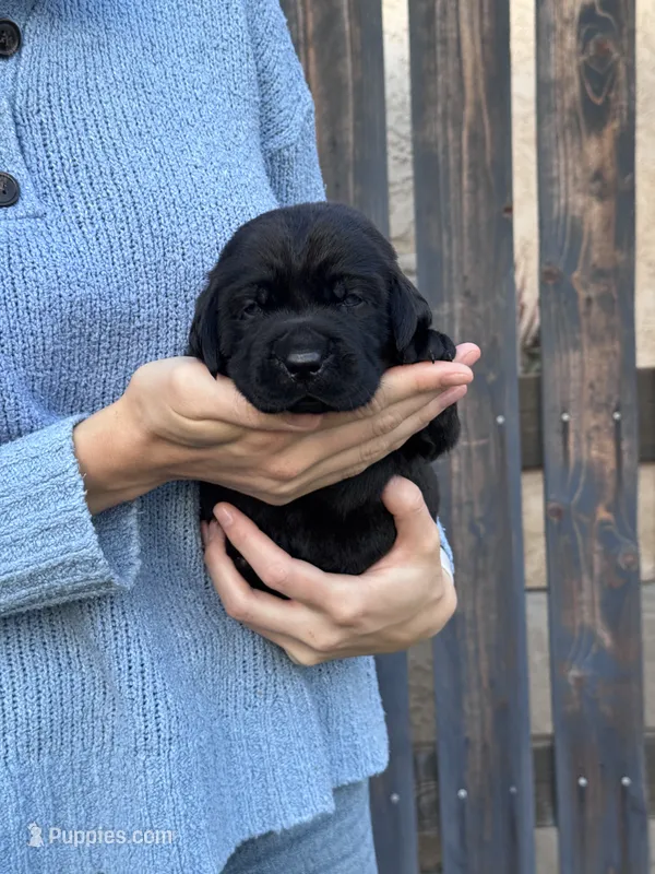 AKC - Pink Collar – Labrador Retriever puppy for sale in Loma Linda, CA