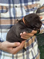 AKC - Orange Collar, a male Labrador Retriever for sale in Loma Linda, CA – 2 of 6