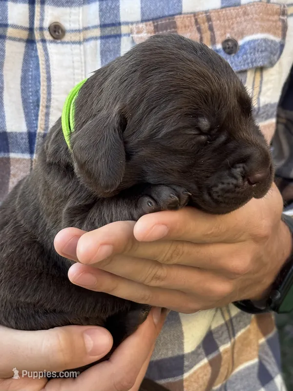 AKC - Yellow Collar – Labrador Retriever puppy for sale in Loma Linda, CA