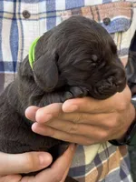AKC - Yellow Collar, a female Labrador Retriever for sale in Loma Linda, CA – 1 of 5