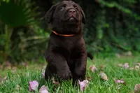 AKC - Orange Collar, a male Labrador Retriever for sale in Loma Linda, CA – 3 of 9