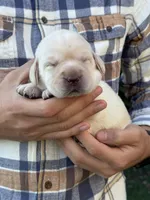 AKC - Grey Collar, a female Labrador Retriever for sale in Loma Linda, CA – 2 of 6