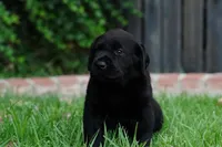 AKC - Blue Collar, a male Labrador Retriever for sale in Loma Linda, CA – 2 of 10