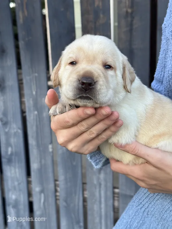 AKC - Light Blue Collar – Labrador Retriever puppy for sale in Loma Linda, CA