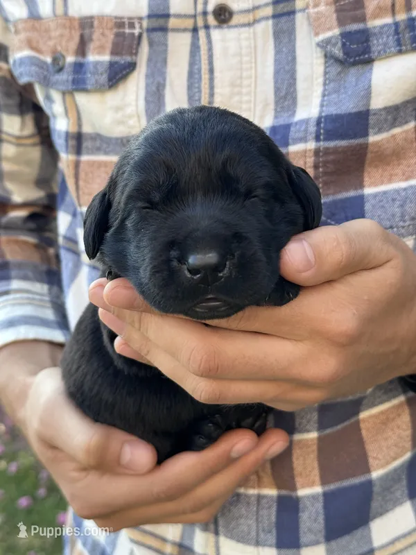 AKC - Blue Collar – Labrador Retriever puppy for sale in Loma Linda, CA