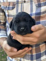 AKC - Blue Collar, a male Labrador Retriever for sale in Loma Linda, CA – 1 of 6