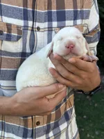 AKC - Red Collar, a male Labrador Retriever for sale in Loma Linda, CA – 2 of 6
