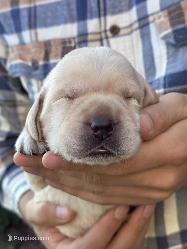 AKC - Light Blue Collar – Labrador Retriever puppy for sale in Loma Linda, CA