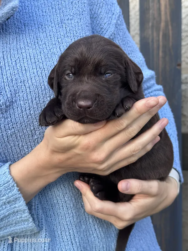AKC - Yellow Collar – Labrador Retriever puppy for sale in Loma Linda, CA