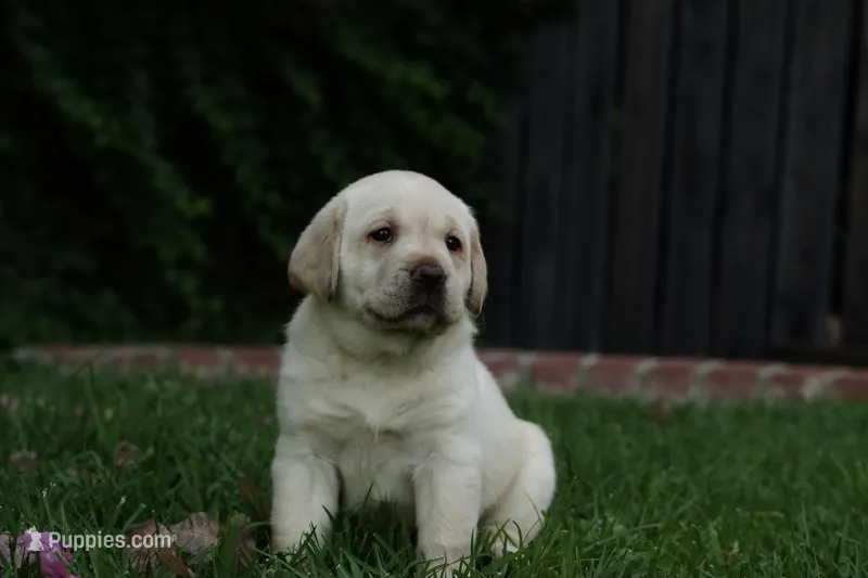AKC - Grey Collar – Labrador Retriever puppy for sale in Loma Linda, CA