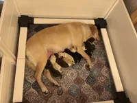 AKC - Red Collar, a male Labrador Retriever for sale in Loma Linda, CA – 4 of 6
