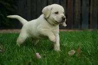 AKC - Purple Collar, a female Labrador Retriever for sale in Loma Linda, CA – 2 of 9