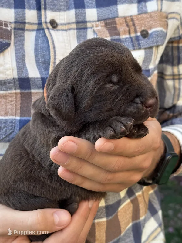 AKC - Orange Collar – Labrador Retriever puppy for sale in Loma Linda, CA