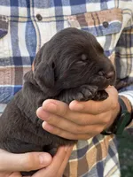 AKC - Orange Collar, a male Labrador Retriever for sale in Loma Linda, CA – 1 of 6