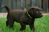 AKC - Yellow Collar, a female Labrador Retriever for sale in Loma Linda, CA – 2 of 8