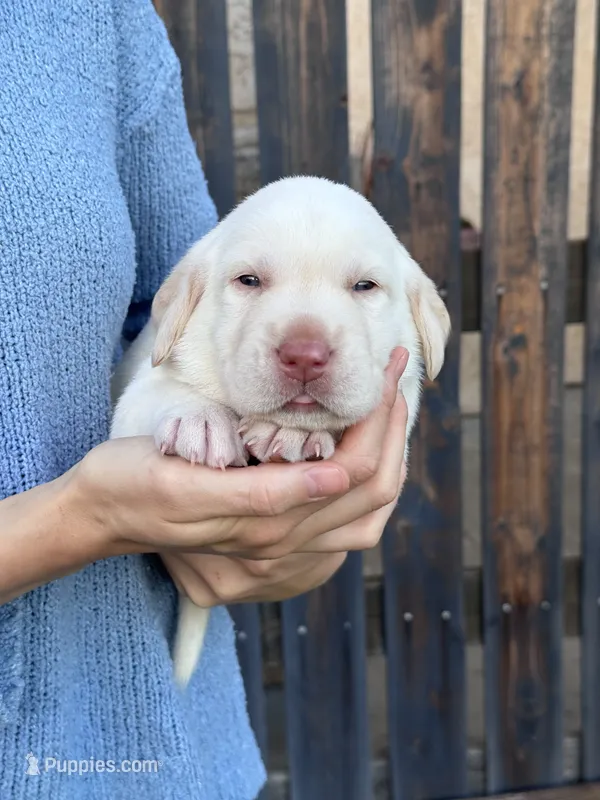AKC - Red Collar – Labrador Retriever puppy for sale in Loma Linda, CA