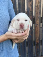 AKC - Red Collar, a male Labrador Retriever for sale in Loma Linda, CA – 5 of 10