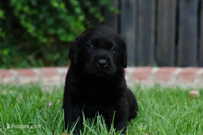 AKC - Blue Collar – Labrador Retriever puppy for sale in Loma Linda, CA