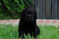 AKC - Blue Collar, a male Labrador Retriever for sale in Loma Linda, CA – 1 of 10